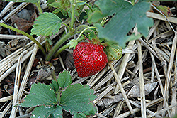 Benton Strawberry (Fragaria 'Benton') at Stonegate Gardens