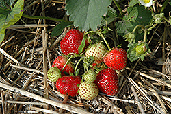 Everbearing Strawberry (Fragaria 'Everbearing') at Canadale Nurseries