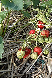 Blakemore Strawberry (Fragaria 'Blakemore') at A Very Successful Garden Center