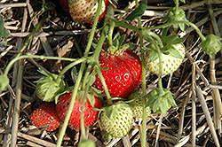 Titan Strawberry (Fragaria 'Titan') at Stonegate Gardens
