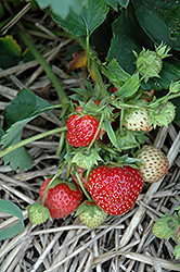 Loran Strawberry (Fragaria 'Loran') at A Very Successful Garden Center