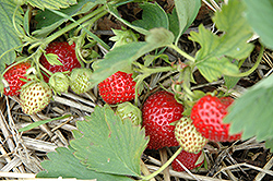 Red Chief Strawberry (Fragaria 'Red Chief') at A Very Successful Garden Center