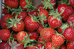 Chandler Strawberry (Fragaria 'Chandler') at A Very Successful Garden Center
