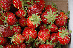 Glooscap Strawberry (Fragaria 'Glooscap') at A Very Successful Garden Center