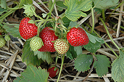 June-Bearing Strawberry (Fragaria 'June-Bearing') at A Very Successful Garden Center