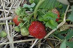 Cavendish Strawberry (Fragaria 'Cavendish') at A Very Successful Garden Center