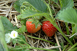 Sable Strawberry (Fragaria 'Sable') at Stonegate Gardens