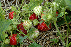 Rhapsody Strawberry (Fragaria 'Rhapsody') at A Very Successful Garden Center