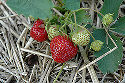 Everest Strawberry (Fragaria 'Everest') at Stonegate Gardens