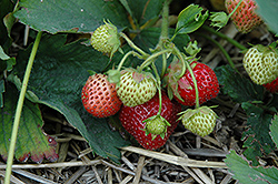Hecker Strawberry (Fragaria 'Hecker') at Stonegate Gardens