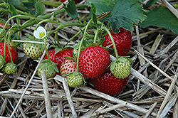 Annapolis Strawberry (Fragaria 'Annapolis') at Stonegate Gardens
