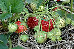 Lateglow Strawberry (Fragaria 'Lateglow') at A Very Successful Garden Center