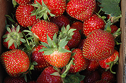 Allstar Strawberry (Fragaria 'Allstar') at Stonegate Gardens