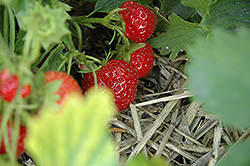Red Gauntlet Strawberry (Fragaria 'Red Gauntlet') at Stonegate Gardens