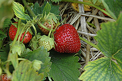 Sparkle Strawberry (Fragaria 'Sparkle') at Lakeshore Garden Centres