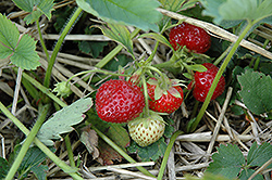 Guardian Strawberry (Fragaria 'Guardian') at Stonegate Gardens