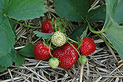 Calypso Strawberry (Fragaria 'Calypso') at Stonegate Gardens