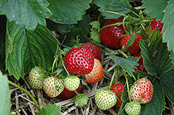Earliglow Strawberry (Fragaria 'Earliglow') at A Very Successful Garden Center