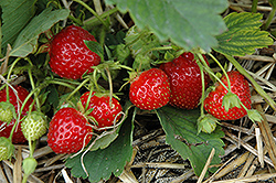 Ovation Strawberry (Fragaria 'Ovation') at Lakeshore Garden Centres