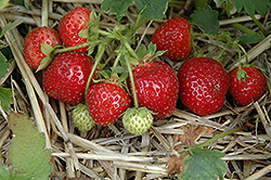 Jewel Strawberry (Fragaria 'Jewel') at Lakeshore Garden Centres