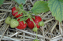 Ogallala Strawberry (Fragaria 'Ogallala') at A Very Successful Garden Center