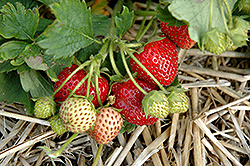 Winona Strawberry (Fragaria 'Winona') at A Very Successful Garden Center