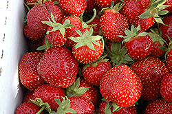 Seascape Strawberry (Fragaria 'Seascape') at A Very Successful Garden Center