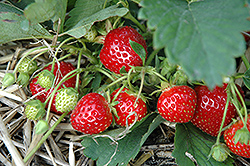 Itasca Strawberry (Fragaria 'Mnus 138') at Lakeshore Garden Centres