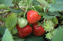 Brunswick Strawberry (Fragaria 'Brunswick') at Lakeshore Garden Centres