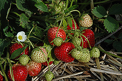 Surecrop Strawberry (Fragaria 'Surecrop') at A Very Successful Garden Center