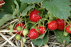 Galletta Strawberry (Fragaria 'Galletta') at A Very Successful Garden Center