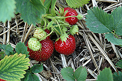 Tribute Strawberry (Fragaria 'Tribute') at Stonegate Gardens