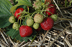 Northeaster Strawberry (Fragaria 'Northeaster') at Stonegate Gardens