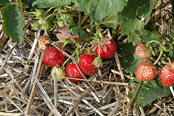 Berries Galore Rose Strawberry (Fragaria ananassa 'Rose Strawberry') at A Very Successful Garden Center