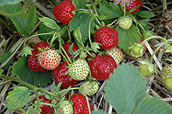 Mesabi Strawberry (Fragaria 'Mesabi') at A Very Successful Garden Center