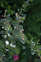 Silver Drop Cider Gum (Eucalyptus gunnii 'Silver Drop') at Lakeshore Garden Centres