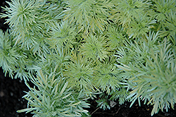 Ever Goldy Artemisia (Artemisia schmidtiana 'Ever Goldy') at A Very Successful Garden Center