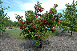 Hot Wings Tatarian Maple (Acer tataricum 'GarAnn') at Stonegate Gardens