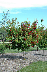 Ruby Slippers Amur Maple (Acer ginnala 'Ruby Slippers') at Lakeshore Garden Centres