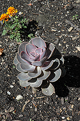 Perle Von Nurnberg Echeveria (Echeveria 'Perle Von Nurnberg') at A Very Successful Garden Center
