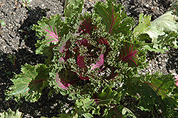 Glamour Red Kale (Brassica oleracea var. acephala 'Glamour Red') at A Very Successful Garden Center