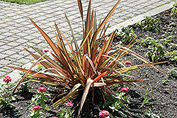 Rainbow Red New Zealand Flax (Phormium tenax 'Rainbow Red') at A Very Successful Garden Center