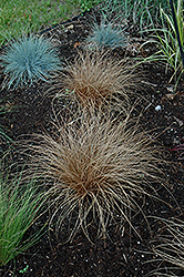 Graceful Grasses Toffee Twist Sedge (Carex flagellifera 'Toffee Twist') at A Very Successful Garden Center