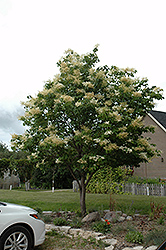 Japanese Tree Lilac (Syringa reticulata) at A Very Successful Garden Center