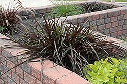 Vertigo Fountain Grass (Pennisetum purpureum 'Tift 8') at A Very Successful Garden Center