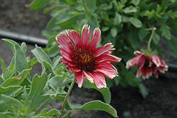 Punch Bowl Blanket Flower (Gaillardia x grandiflora 'Punch Bowl') at A Very Successful Garden Center