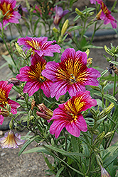 Royale Purple Bicolor Stained Glass Flower (Salpiglossis sinuata 'Royale Purple Bicolor') at Lakeshore Garden Centres