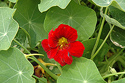 Crimson Emperor Nasturtium (Tropaeolum majus 'Crimson Emperor') at A Very Successful Garden Center