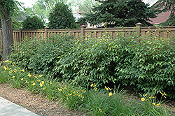 Fireglo Amur Maple (Acer ginnala 'Superglobe') at A Very Successful Garden Center