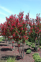 Red Rocket Crapemyrtle (Lagerstroemia indica 'Whit IV') at Stonegate Gardens